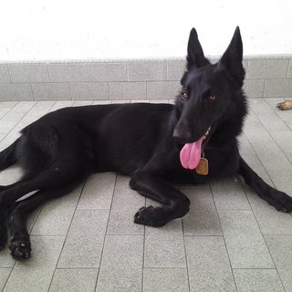 Blackie - German Shepherd Dog Dog