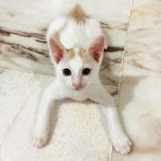 2 Kittens - Domestic Medium Hair + Domestic Short Hair Cat