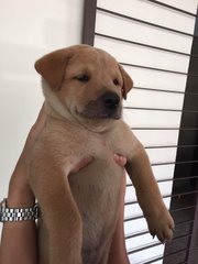 Gus - Mixed Breed Dog