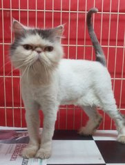 Flatface Female Persian (Proven) - Persian Cat
