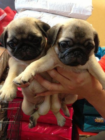 Pug Puggies  - Pug Dog