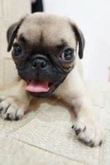 Pug Puggies  - Pug Dog