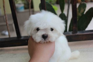 Usj Tiny Maltese - Maltese Dog