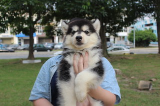 Quality Wooly Husky - Husky Dog