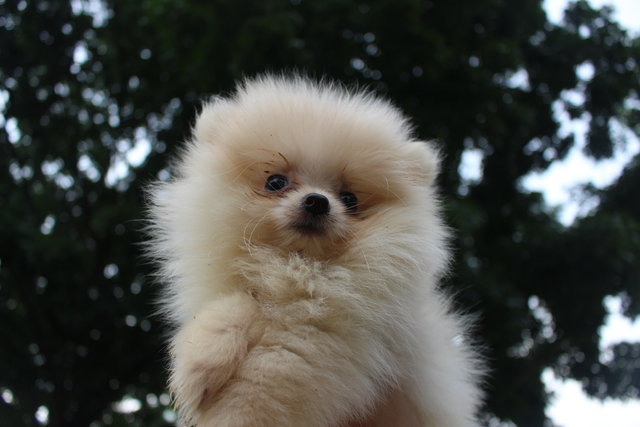 Pomeranian Puppy Sold - 9 Years, Pomeranian (Cream) from Subang ...
