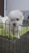 Maltese (Cute) - Maltese Dog