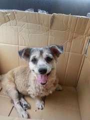 Lost Dog - Terrier Mix Dog