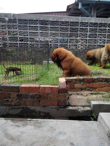 Dogs For Sale 1 6 Months From Johor Malaysia Petfinder My