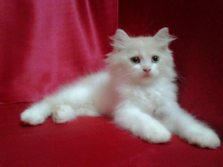 Persian Kitten Male 1 - Persian Cat