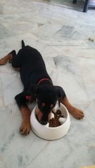 Trixie Water Baby - Doberman Pinscher + Labrador Retriever Dog