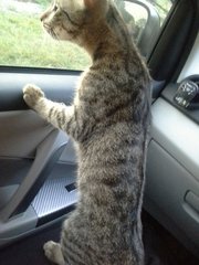 AFTER Neutered & Re-homed : Kitty PEERING through car glass door