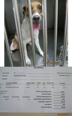 2nd & 3rd Immiticide injections - vet bill: RM360.40