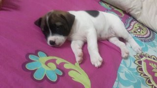 Cute Puppy - Mixed Breed Dog