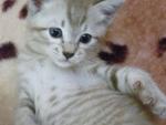 Lekir, Jebat And Kasturi - Domestic Short Hair + Tabby Cat