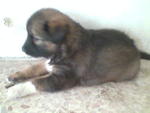 Puppy B  pic 3 (Adopted)