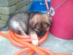 Puppy B pic 6 (Adopted)