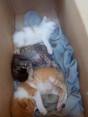 poor little kittens