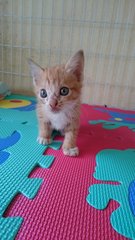 Ginger - Domestic Short Hair Cat