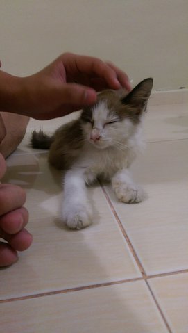 Kokocrunch - Domestic Long Hair Cat