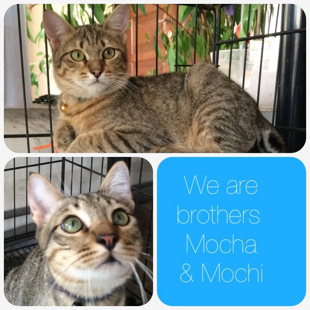 Brothers - Mocha &amp; Mochi - Tabby Cat