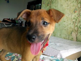 Park Girls - Mixed Breed Dog