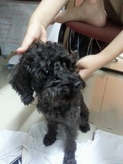 Pumi - Poodle Dog