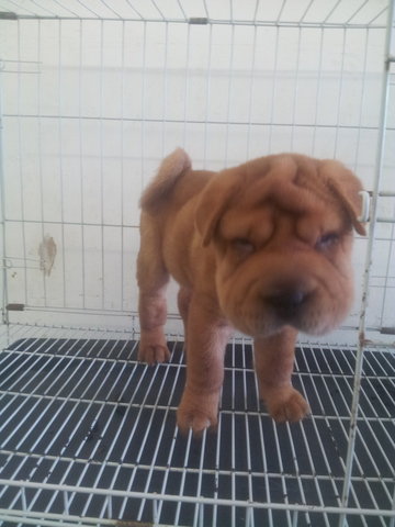 Sharpei Shar Pei - Shar Pei Dog