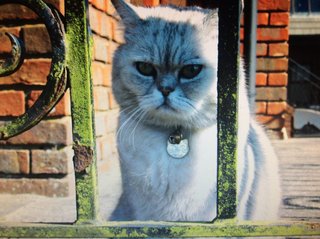 Ozzie - British Shorthair + Persian Cat