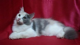 Female Persian Kitten For Sale - Persian Cat