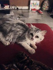 Scotch - Persian + Domestic Medium Hair Cat