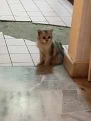 Scotch - Persian + Domestic Medium Hair Cat