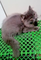 Copperblue Sienna - Domestic Long Hair Cat