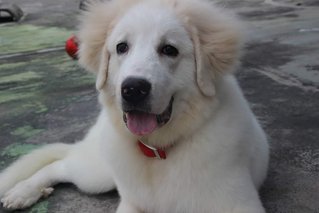 Great Pyrenees - Great Pyrenees Dog
