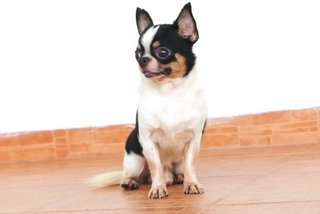'mango' Small Apple Head Chihuahua - Chihuahua Dog