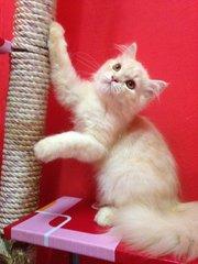 Mix Persian Male Kitten (Dlh) - Persian + Domestic Long Hair Cat