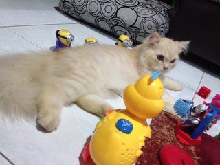 Mix Persian Male Kitten (Dlh) - Persian + Domestic Long Hair Cat
