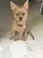 Cutie Boy - Mixed Breed Dog