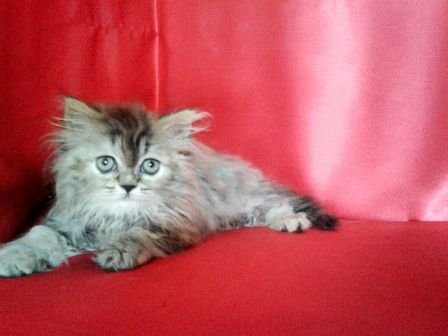 Semiflat Persian  - Persian Cat
