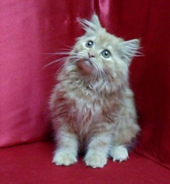 Brown Female Persian Kitten - Persian Cat