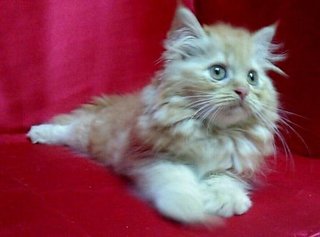 Brown Female Persian Kitten - Persian Cat