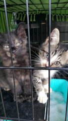 Kakton, Bambam, Boomboom - Domestic Medium Hair + Domestic Short Hair Cat