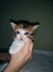 Kitten - Tabby + Persian Cat