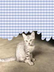 PF69826 - Domestic Short Hair Cat