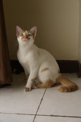 Boy Boy - Domestic Short Hair Cat