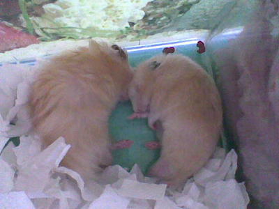 PF7009 - Syrian / Golden Hamster Hamster
