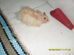 PF7009 - Syrian / Golden Hamster Hamster