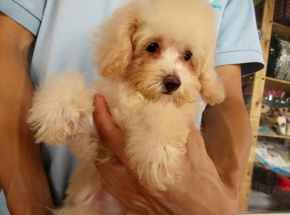 Poodle Puppy Sold 8 Years, Cream Toy Poodle from Setapak, Kuala