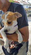 Junior Adopted - Mixed Breed Dog