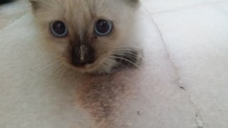 Mimi - Birman + Siamese Cat