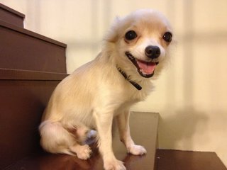 Bibi - Chihuahua Dog